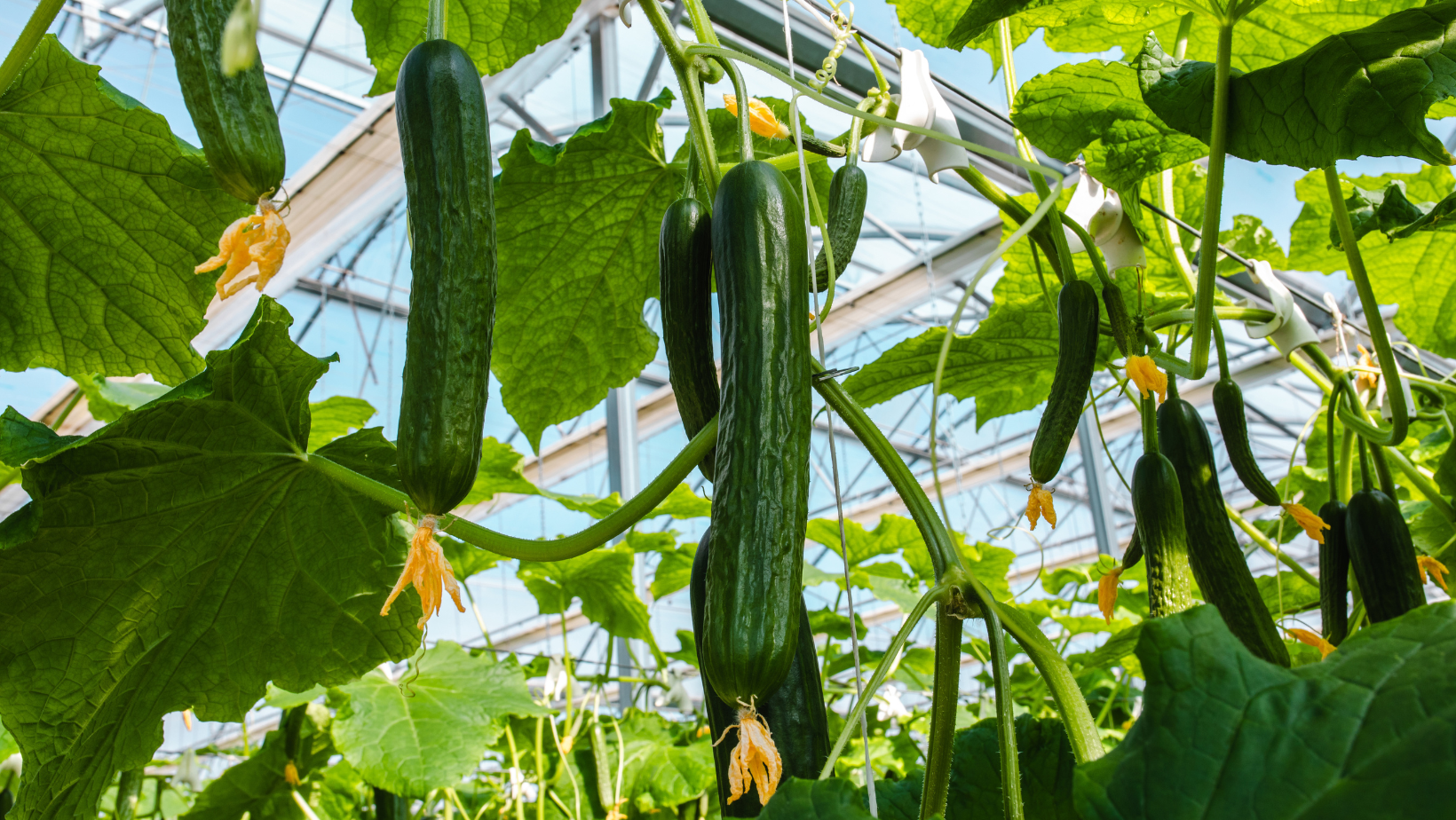 Osviežte sa a hydratujte s lahodnými uhorkami: Ideálny letný superfood