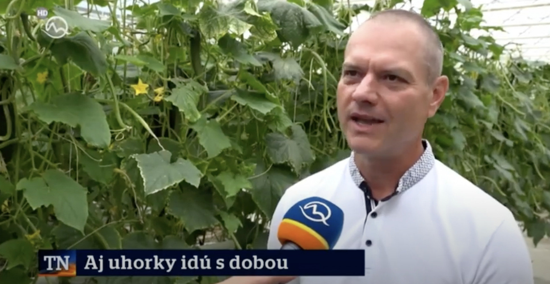 Vypestovať klasické šalátové uhorky je umenie